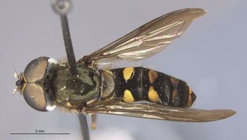 Media type: image;   Entomology 23787 Aspect: habitus dorsal view